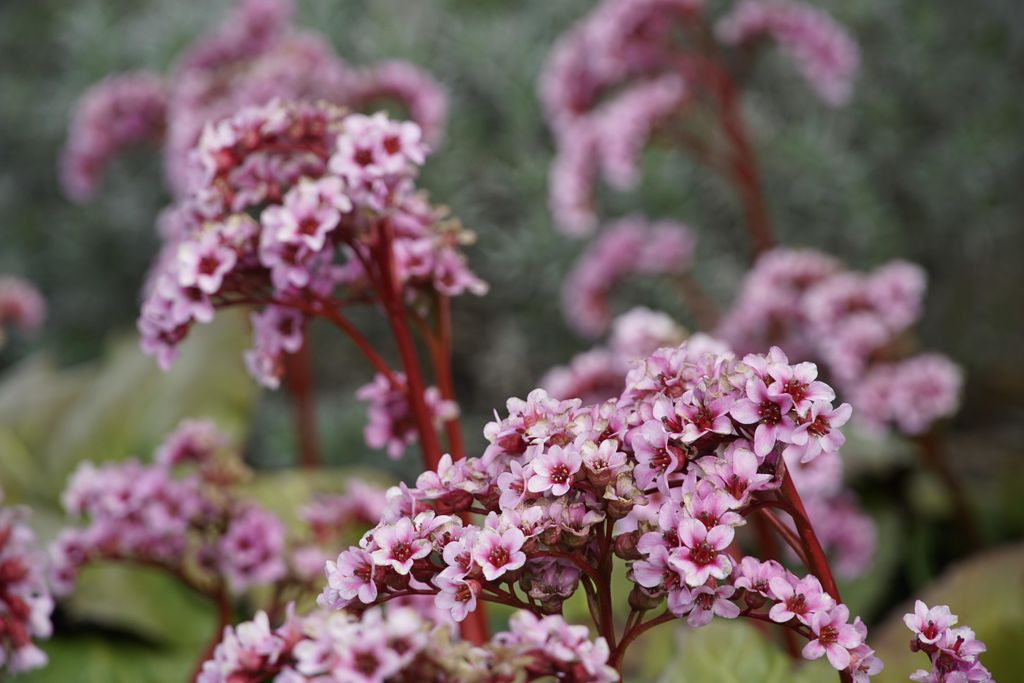 La hortensia de invierno o bergenia (‘Bergenia crassifolia’) propspera bien en jardines sombríos