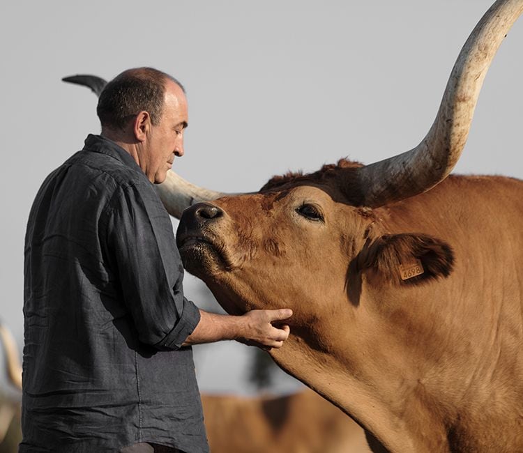 José Gordón acariciando a uno de sus bueyes