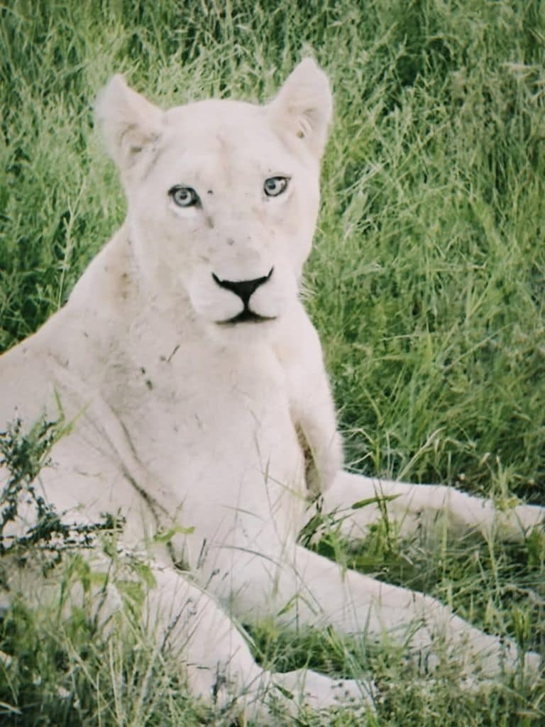 Tuvieron la fortuna de encontrar una de las 4 leonas blancas que existen en el mundo.