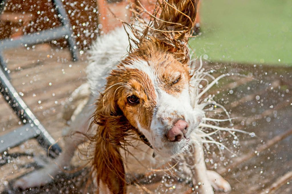 Golpe de calor en un perro