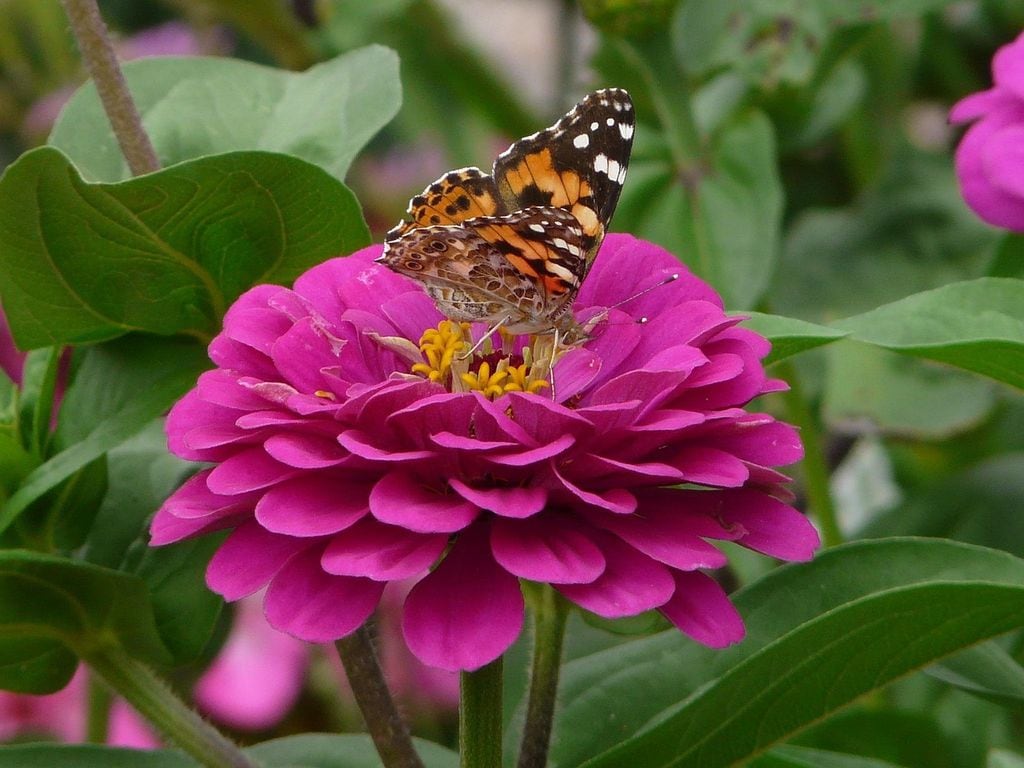 Zinnia con mariposa