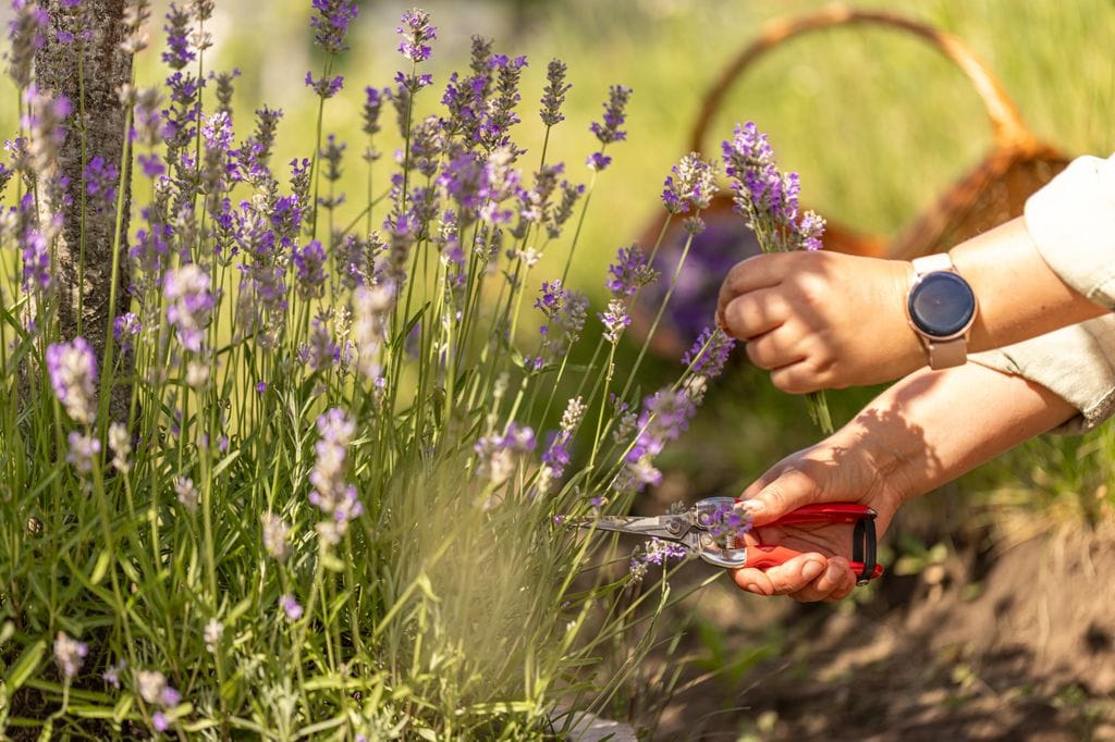 Cortar lavanda