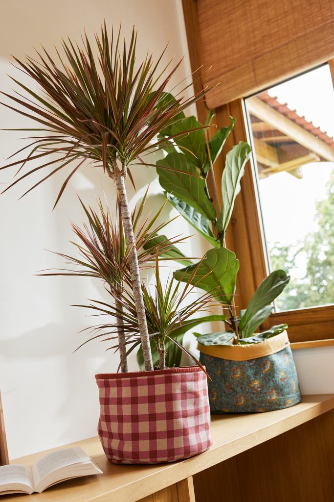 Plantas en cestas de tela