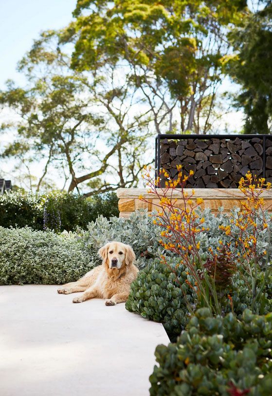 Perro en el jardín