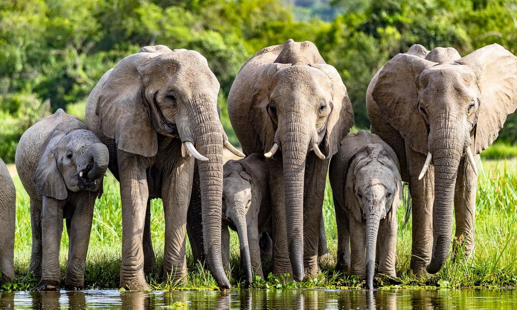 HOVIAJES 2125 UGANDA, ÁFRICA