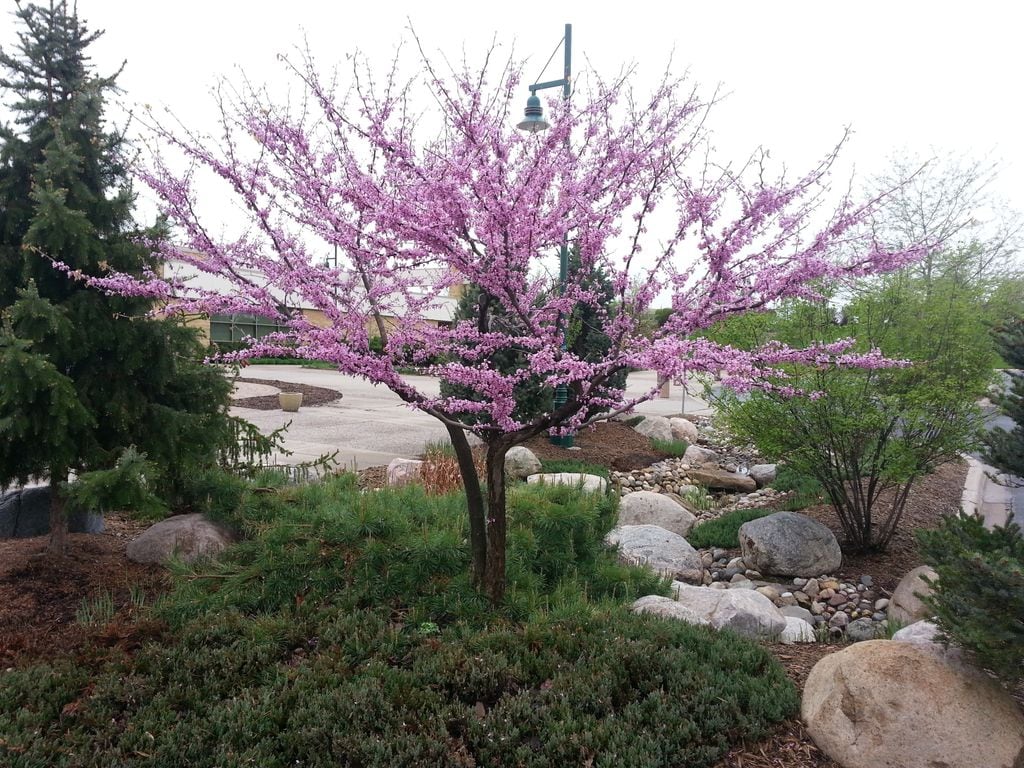 El árbol del amor (‘Cercis siliquastrum’) es muy poco exigente con el tipo de suelo