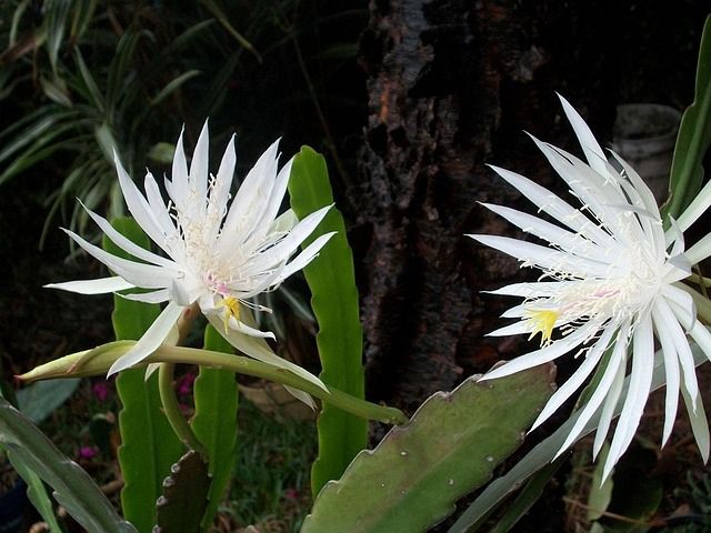 Cactus orquídea