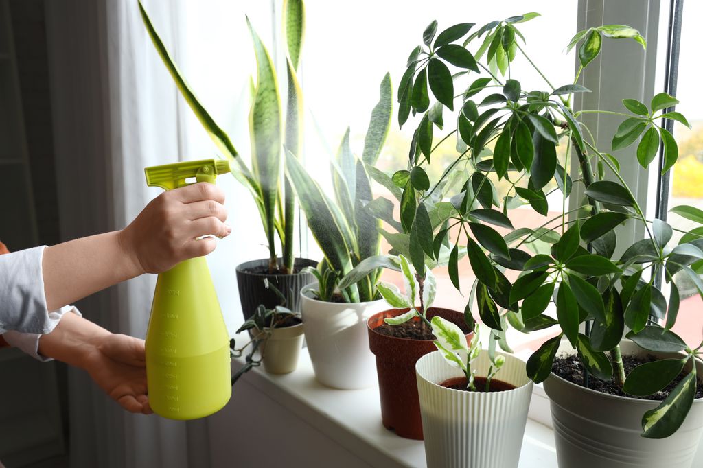 Pulverizar las plantas