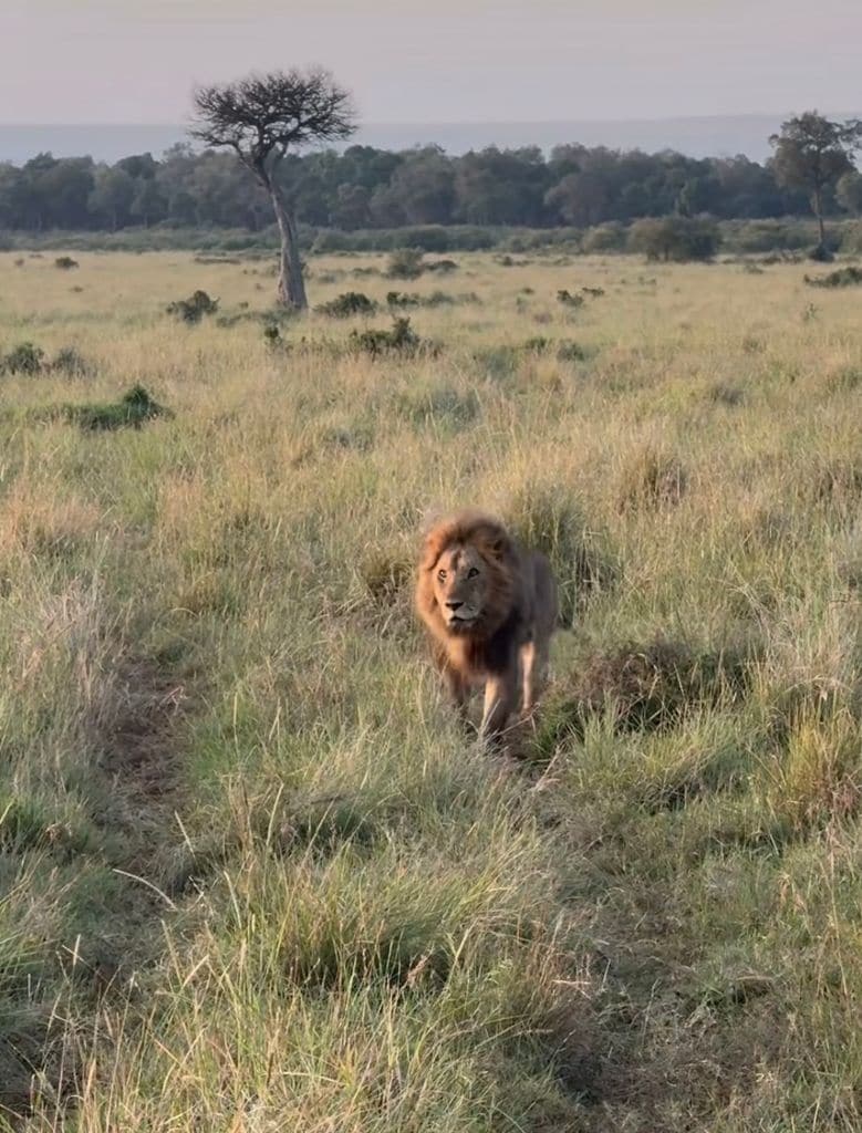 Marimar pudo observar a un león a muy pocos metros de distancia.