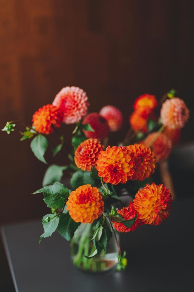 Diseño floral con una única flor, la dalia