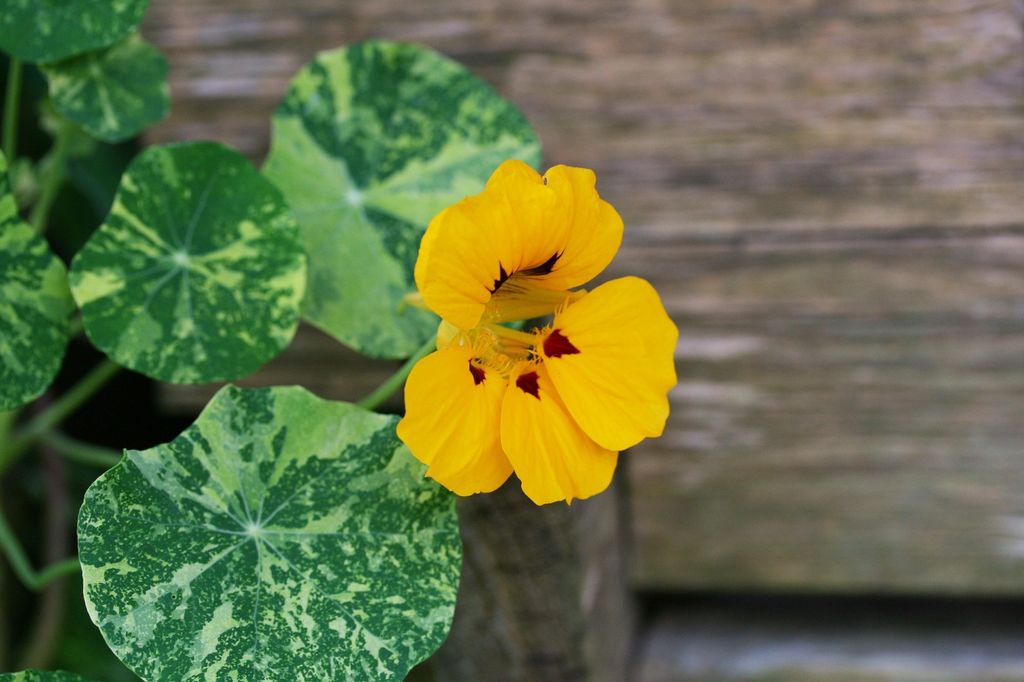 Capuchina de flor amarilla