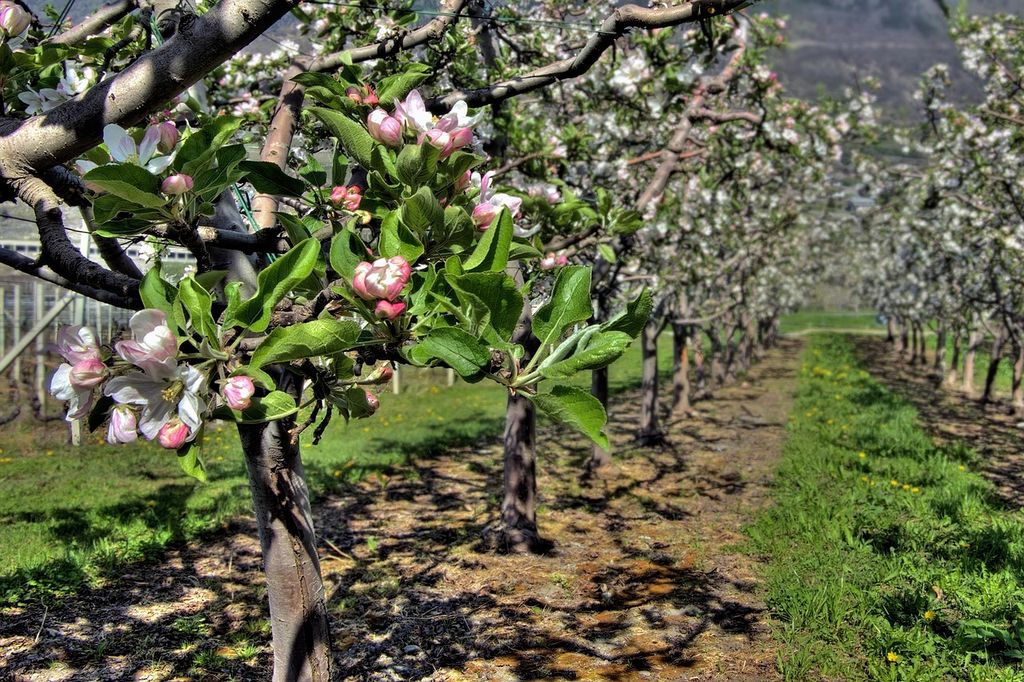 Árboles frutales