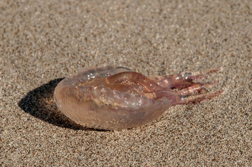 Medusa Pelagia noctiluca