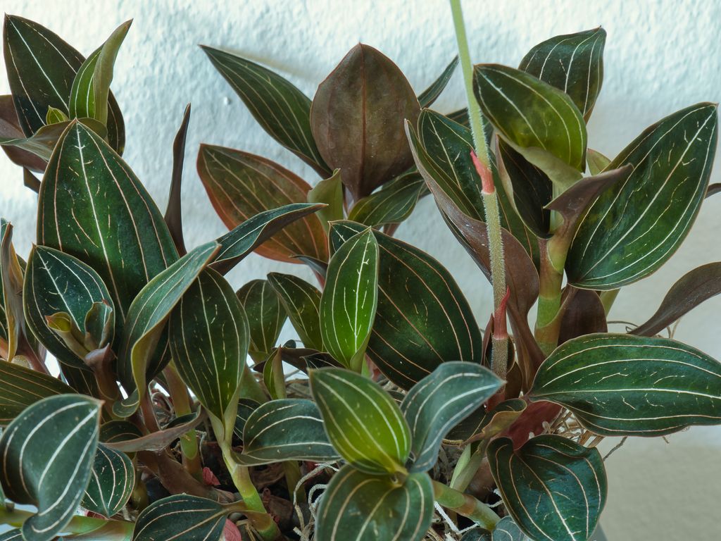Ludisia discolor o orquídea joya