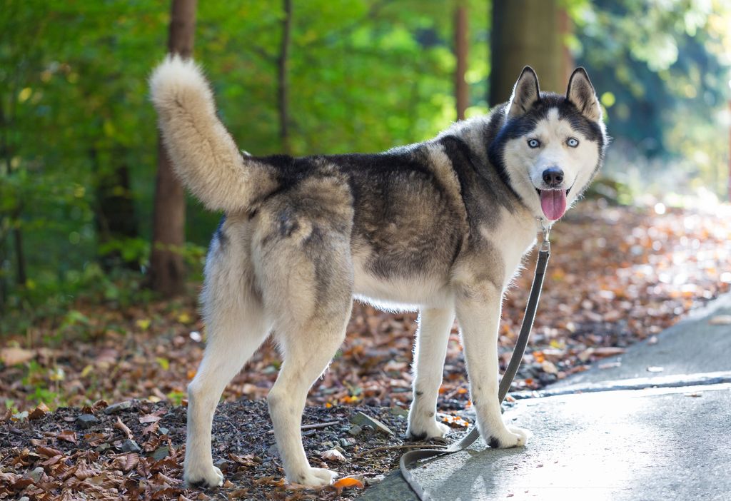 Imagen de un husky siberiano en la carretera