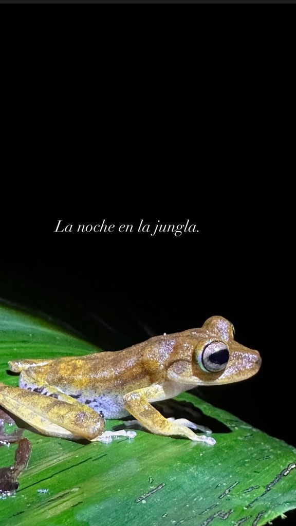 En la Amazonia ecuatoriana viven miles de especies animales, como esta rana que comparte Sara Carbonero en sus redes sociales