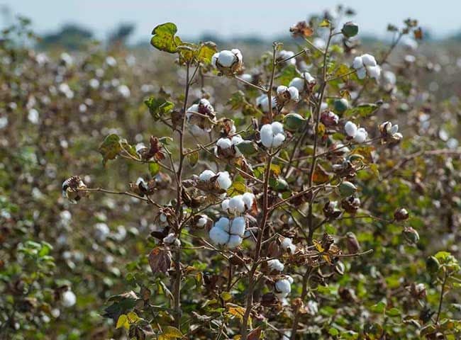 Producción eco Primark