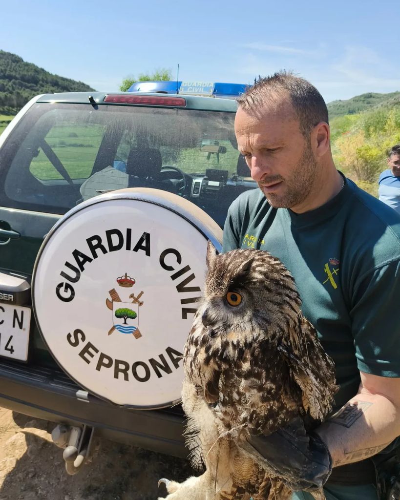 El SEPRONA rescató un búho real hallado por un ciudadano en un paraje natural de Centenera y lo trasladó a un centro de recuperación de aves para su atención y cuidado