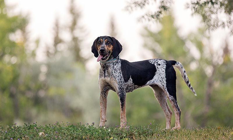 son perros de caza buenos perros de familia