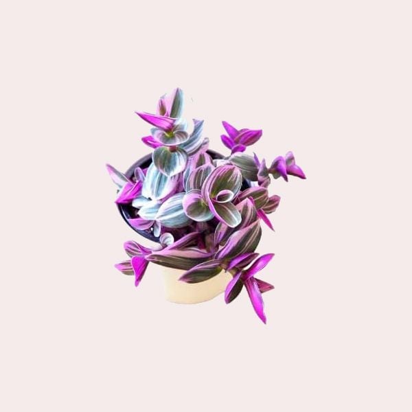 Nanouk Natural Planta Tradescantia