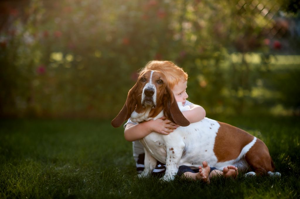 El basset hound es un perro tranquilo y sociable, ideal para hogares que buscan un compañero relajado y fácil de llevar