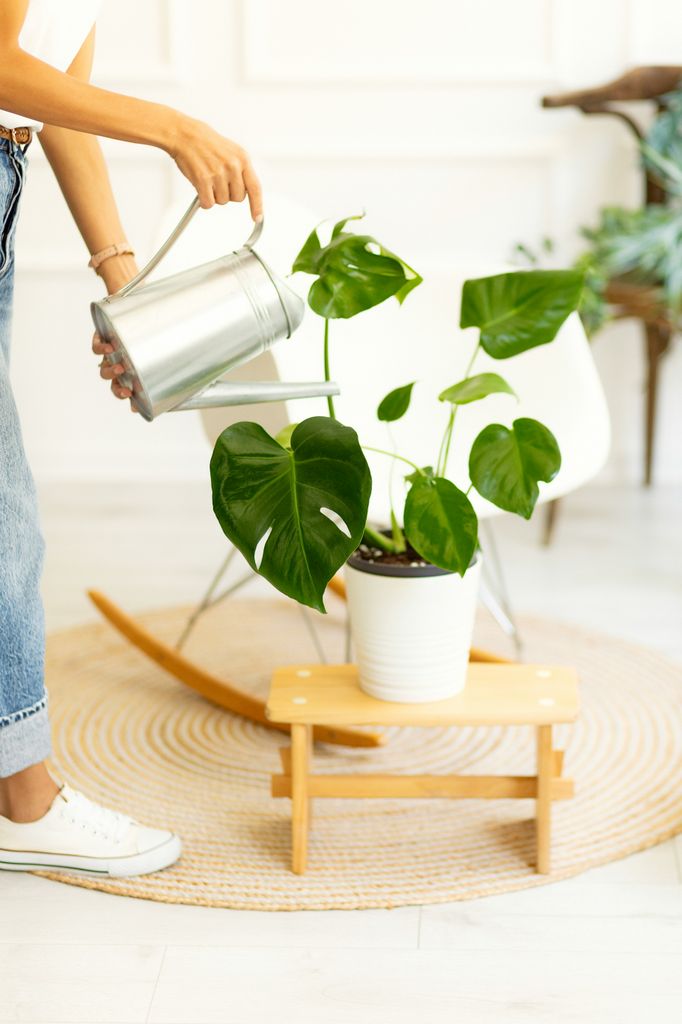 Muchos factores marcan la frecuencia de riego de la monstera, así que lo mejor es comprobar si la tierra está seca porque si sigue húmeda no conviene más aporte de agua