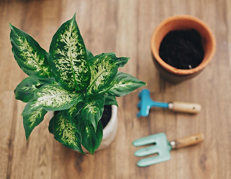 plantas interior poca luz 4