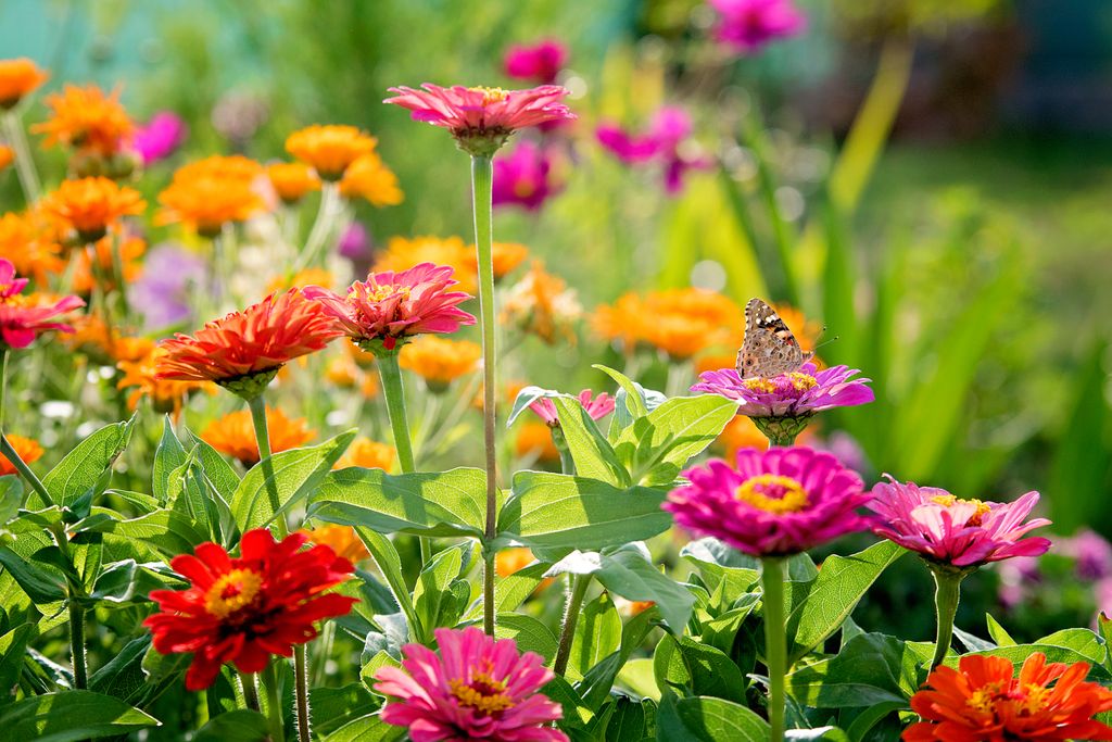 Flores de Zinnia