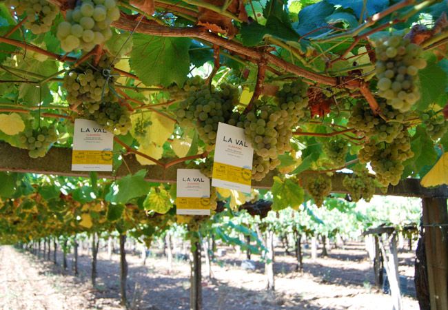 En época de vendimia, las bodegas La Val ofrecen visitas en las que, además de conocer la bodega y el proceso de elaboración del vino albariño, los visitantes pueden participar de forma activa en el proceso de recogida de la uva a pie de viña.

