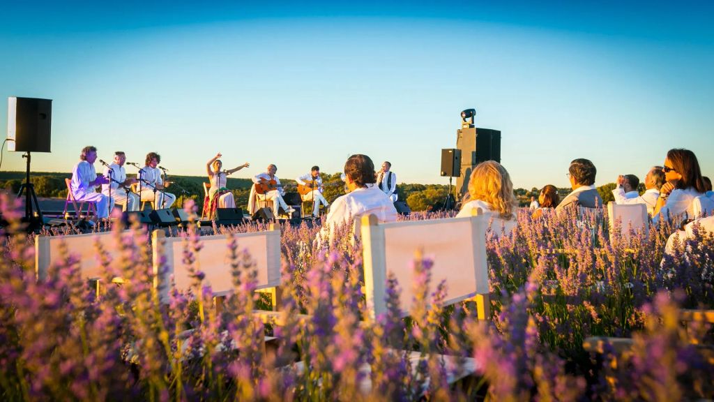 Conciertos entre campos de lavanda
