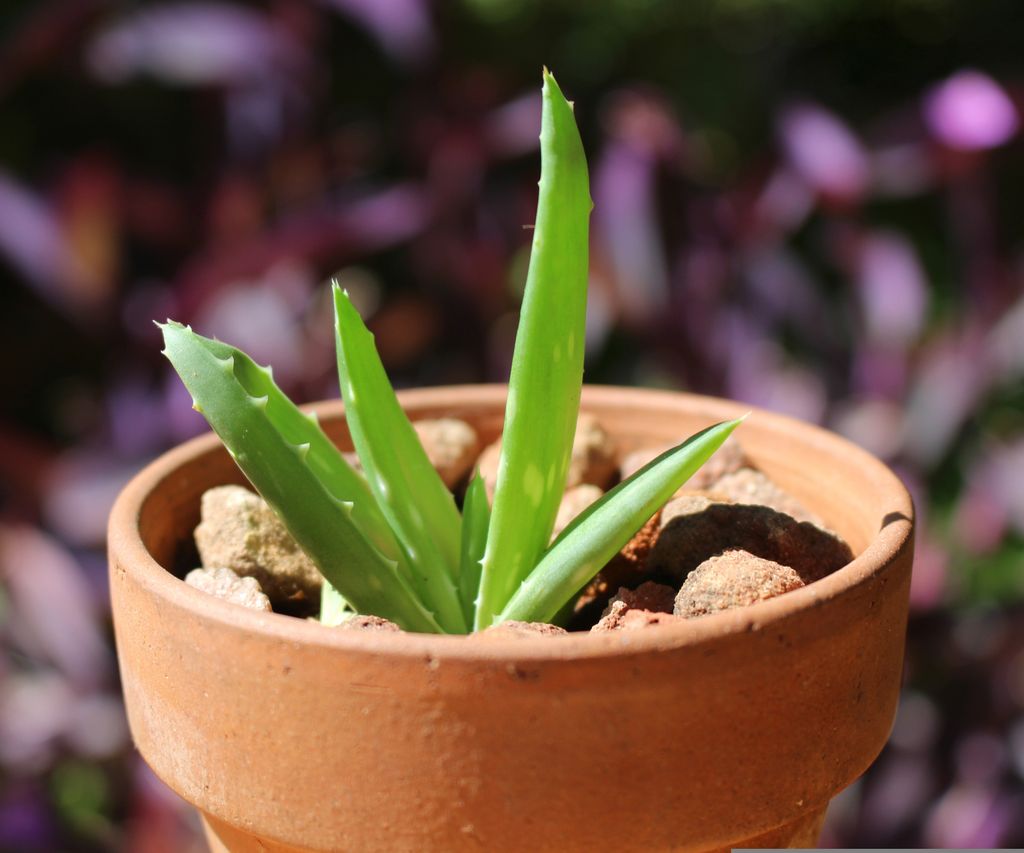 Aloe vera