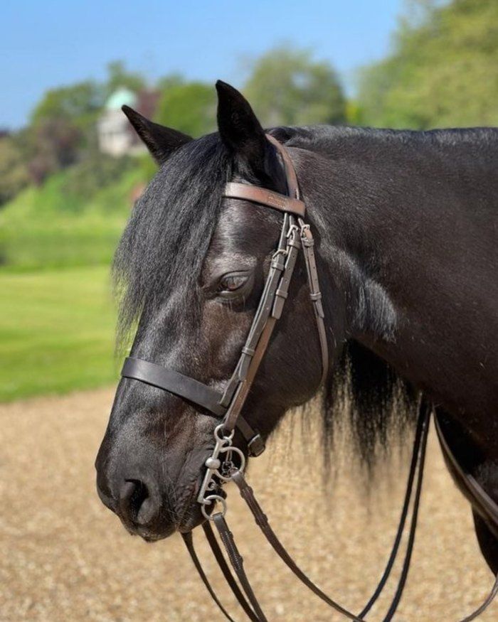 Emma, poni de la Reina Isabel