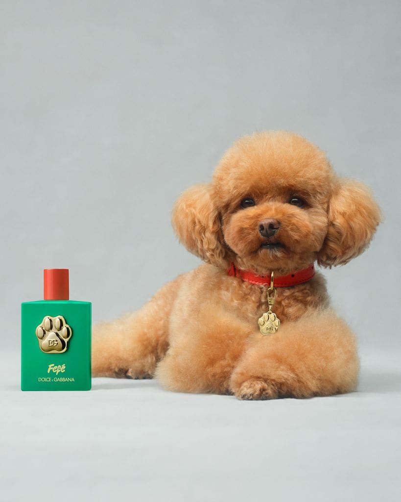 Cómo los perros están conquistando la industria de la moda