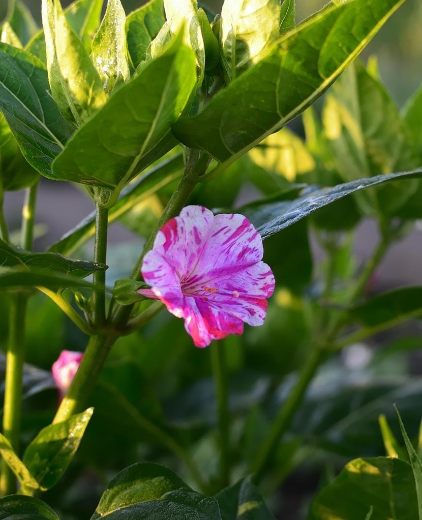 Mirabilis Jalapa o Don Diego de noche