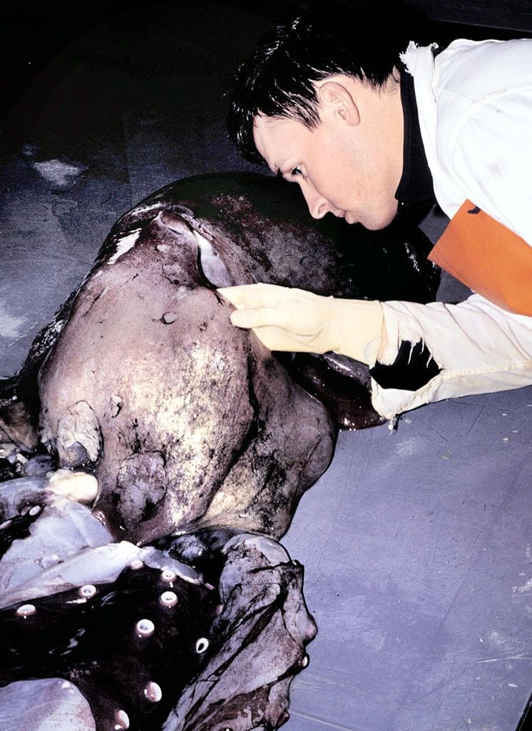 Un ejemplar gigante de Haliphron atlanticus de casi cuatro metros, capturado por científicos de NIWA —el Instituto Nacional de Agua y Atmósfera de Nueva Zelanda— durante una expedición a 900 metros de profundidad