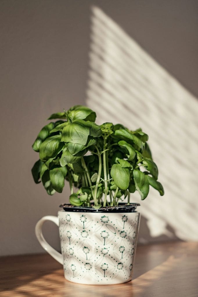 Planta de la albahaca ('Ocimum basilicum')
