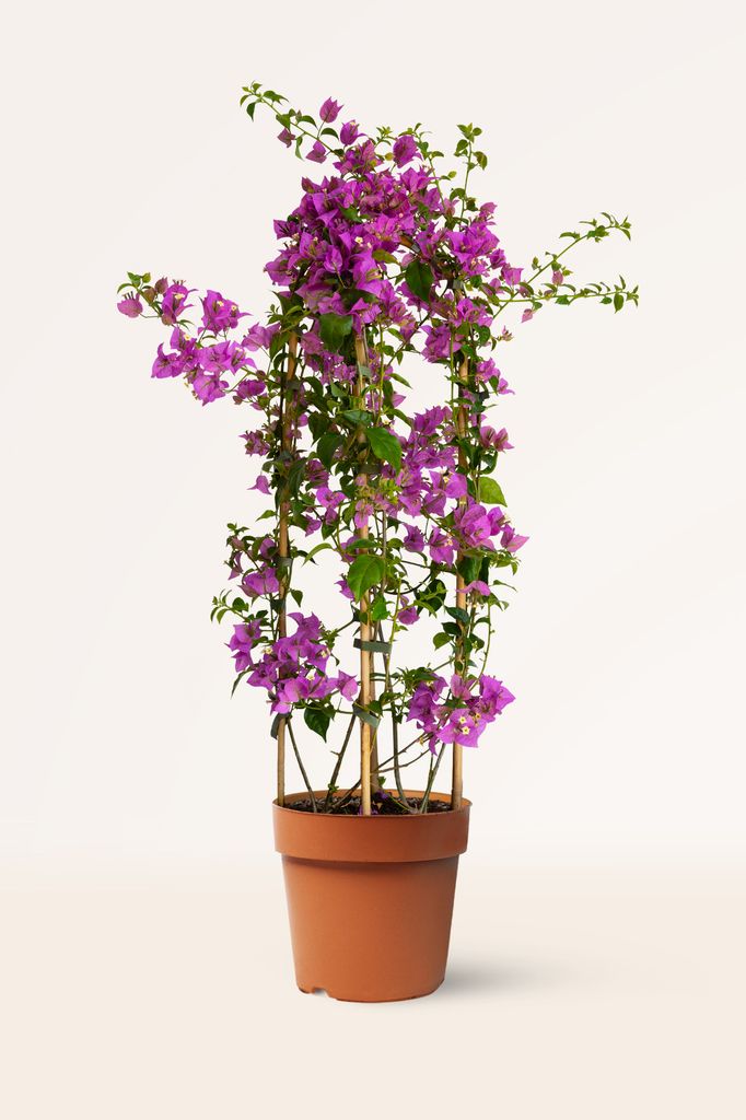Ejemplar de buganvilla violeta en maceta con tutores. Las buganvillas púrpuras son las grandes protagonistas del paisaje mediterráneo