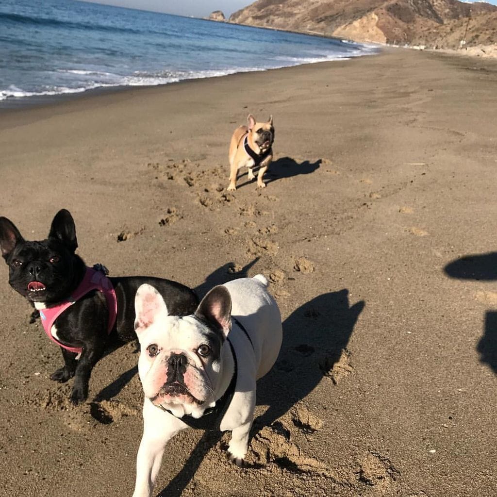 perros de lady gaga