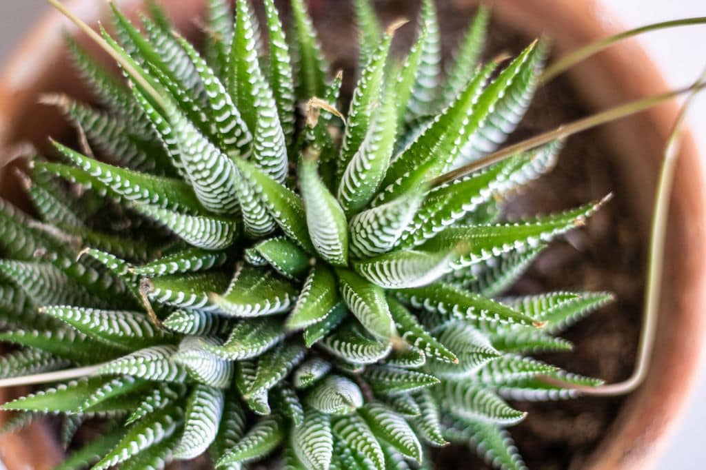 Haworthiopsis attenuata o planta cebra