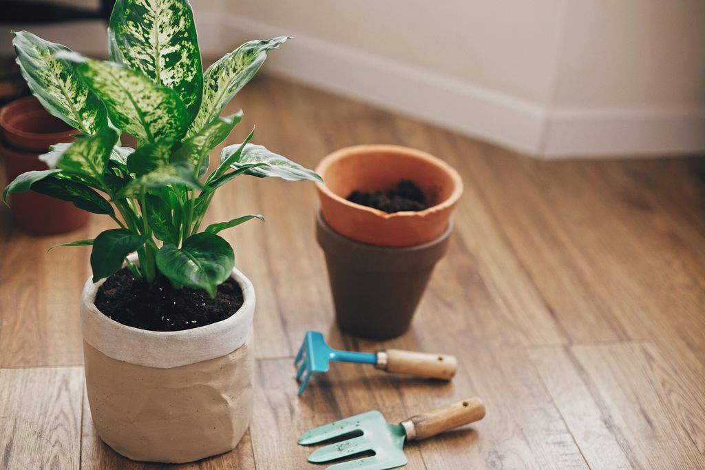 Dieffenbachia para trasplantar.