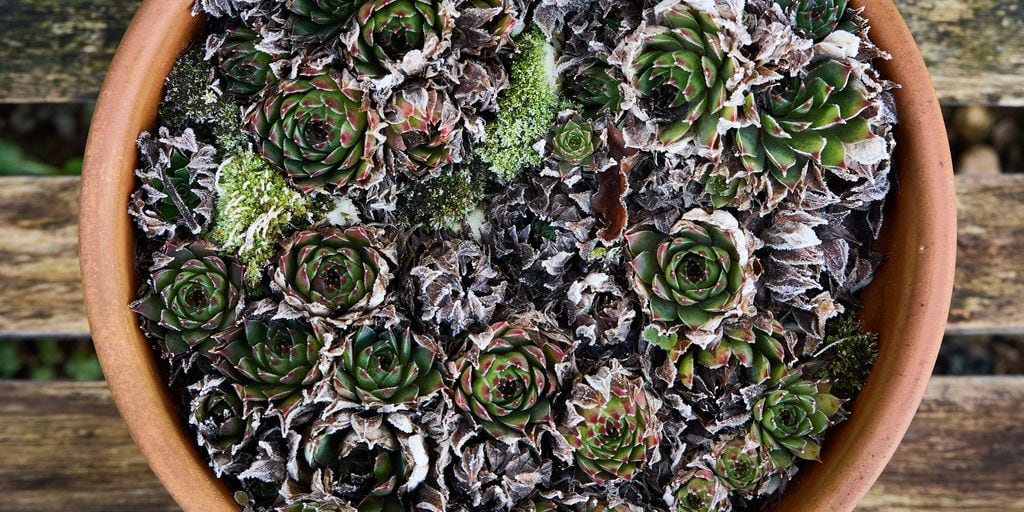 Suculentas que soportan el frio