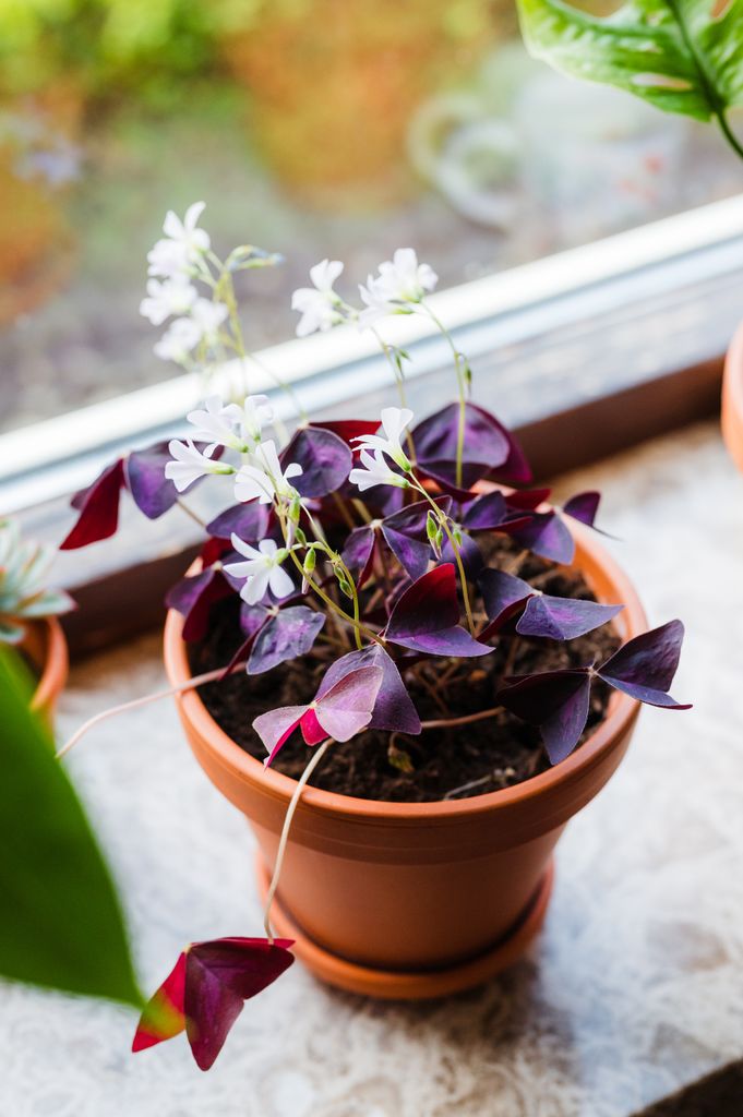 El oxalis (‘Oxalis triangularis’) destaca porque son sus hojas (y no las flores) las que presentan una estética de mariposa