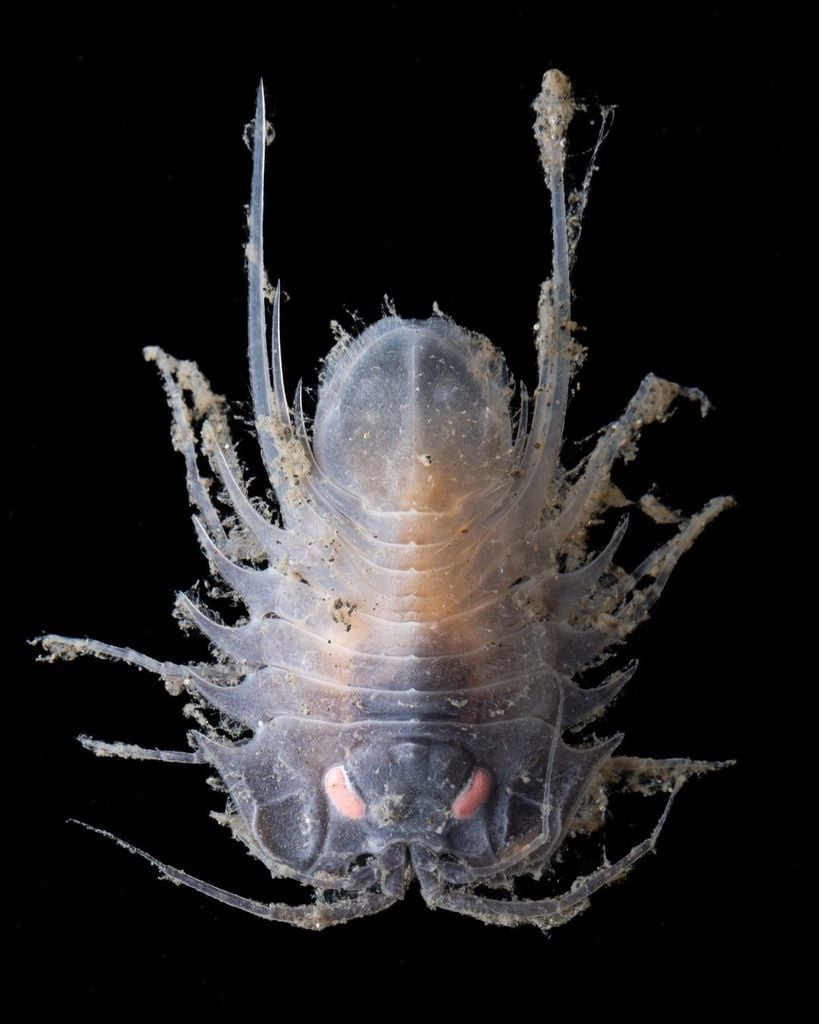 Isópodo recién descubierto a 3.533 metros de profundidad en la Fosa de las Sandwich del Sur, el punto más profundo del océano Atlántico Sur