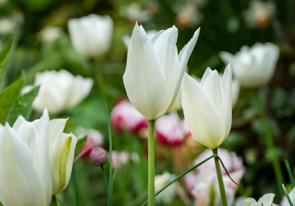 Tulipanes blancos