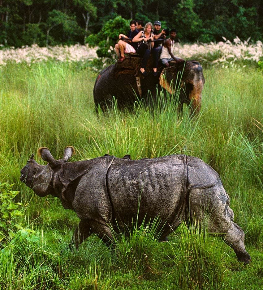 rinocerontes-nepal