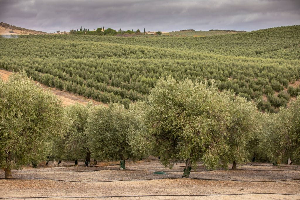 La Finca Hualdo