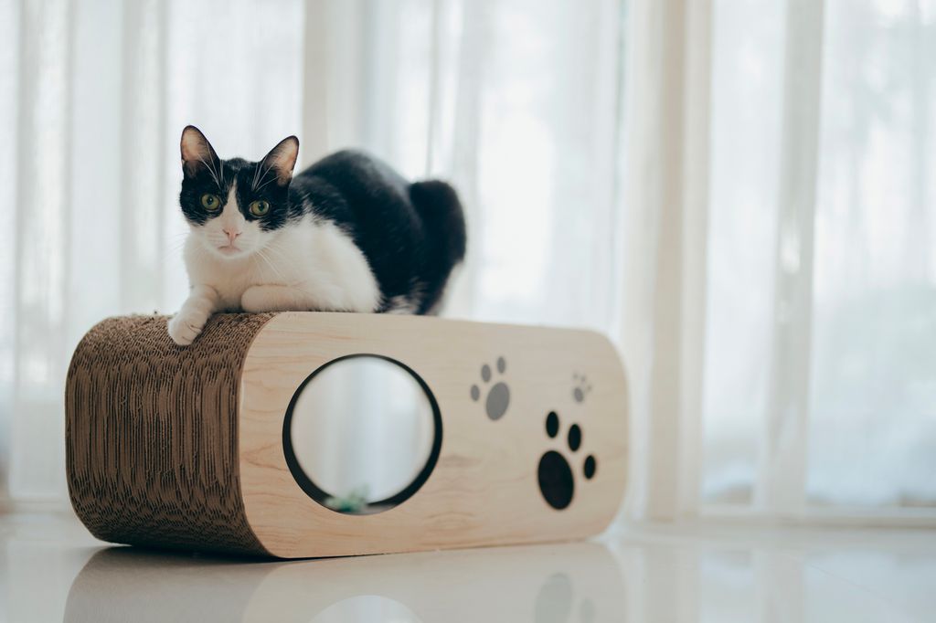Gato sobre un rascador