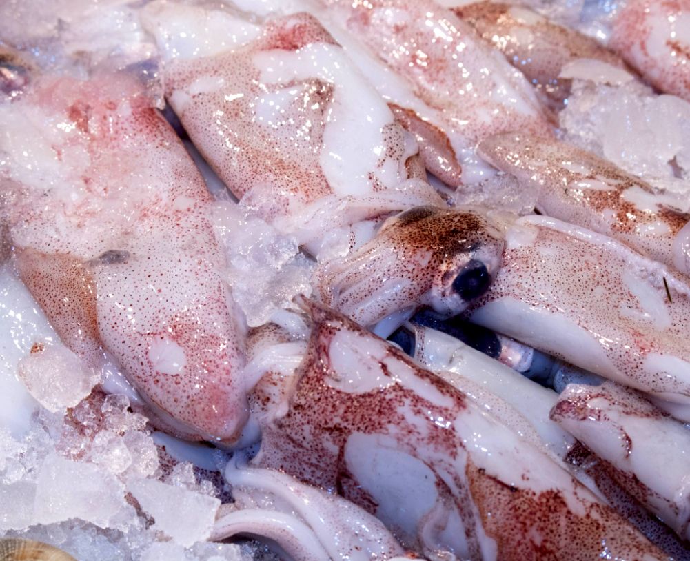Los chipirones, calamares de tamaño reducido, son un pescado muy apreciado en la gastronomía vasca. 