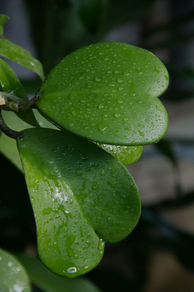 Hoya Kerrii suculenta. 