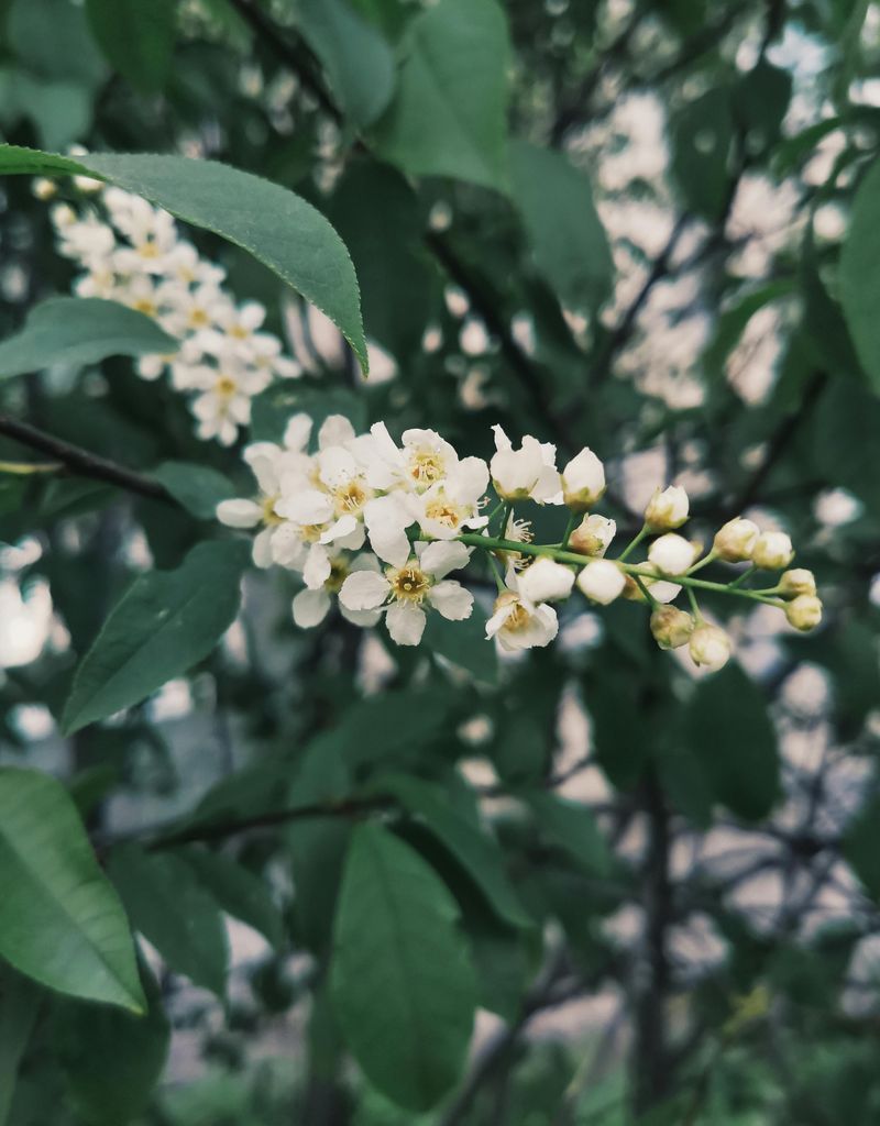 Prunus padus o cerezo de racimos